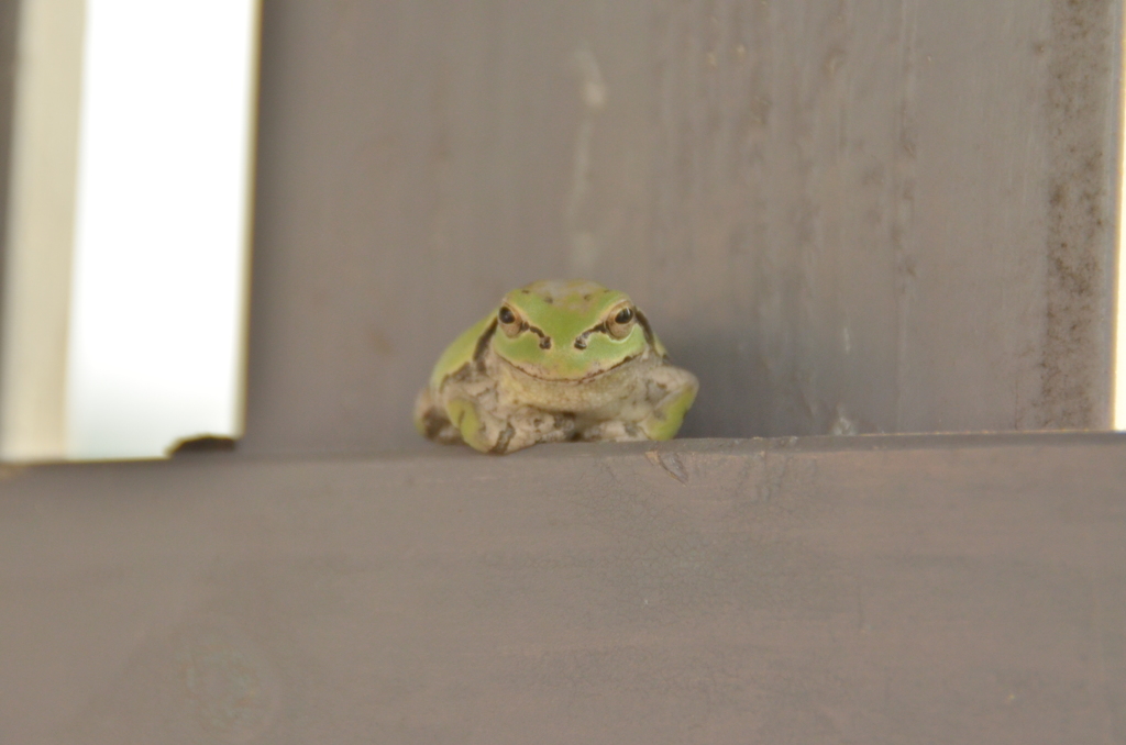 アマカエル 1