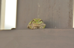 アマカエル 1