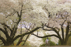 近くの桜より遠くの桜