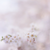 桜F1.2
