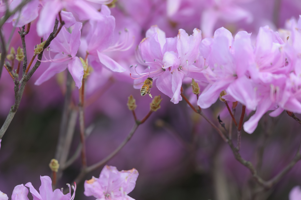 花粉を土産に、蜜をもらいに