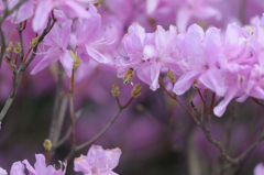 花粉を土産に、蜜をもらいに