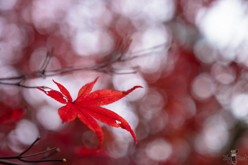 紅、空の玉と