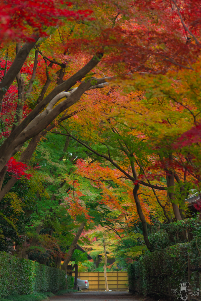 秋の居る道帰る道
