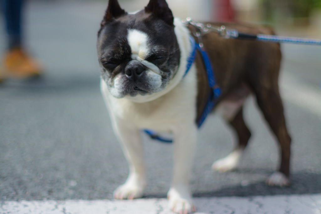 看板犬のジル爺ちゃん