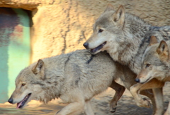 2013_02_23_多摩動物公園JPG (12)