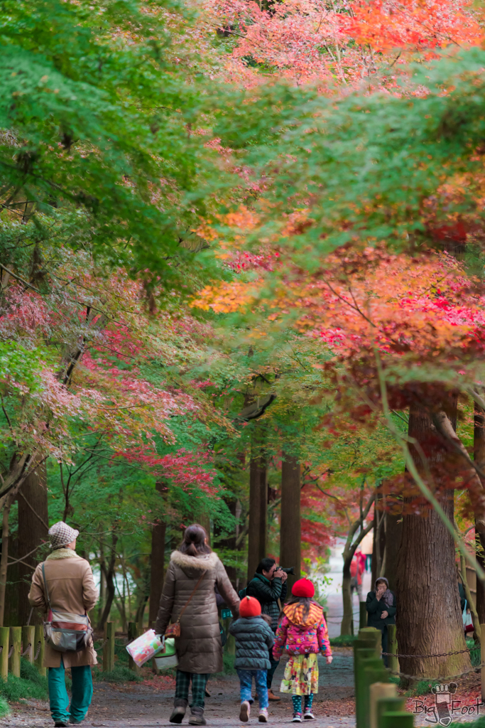 2つ紅様