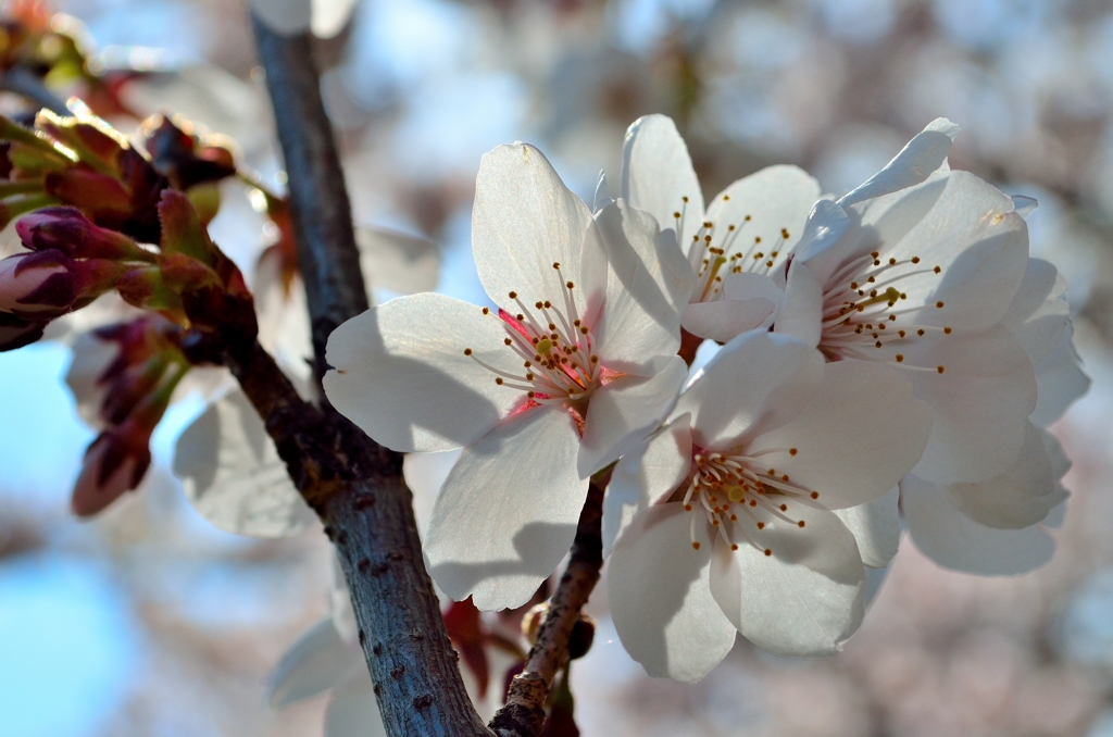 透花光 -桜2-