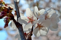 透花光 -桜2-