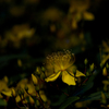 night hypericum