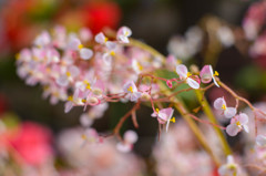 富士花鳥園の草花　02