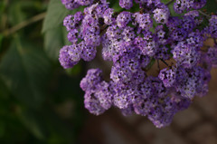 富士花鳥園の草花　08