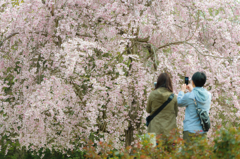 同じ桜を
