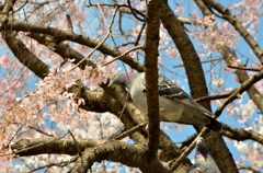 鳩桜