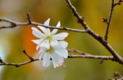 10月桜