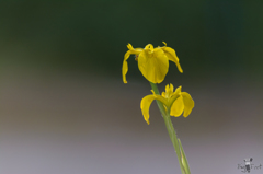 黄菖蒲