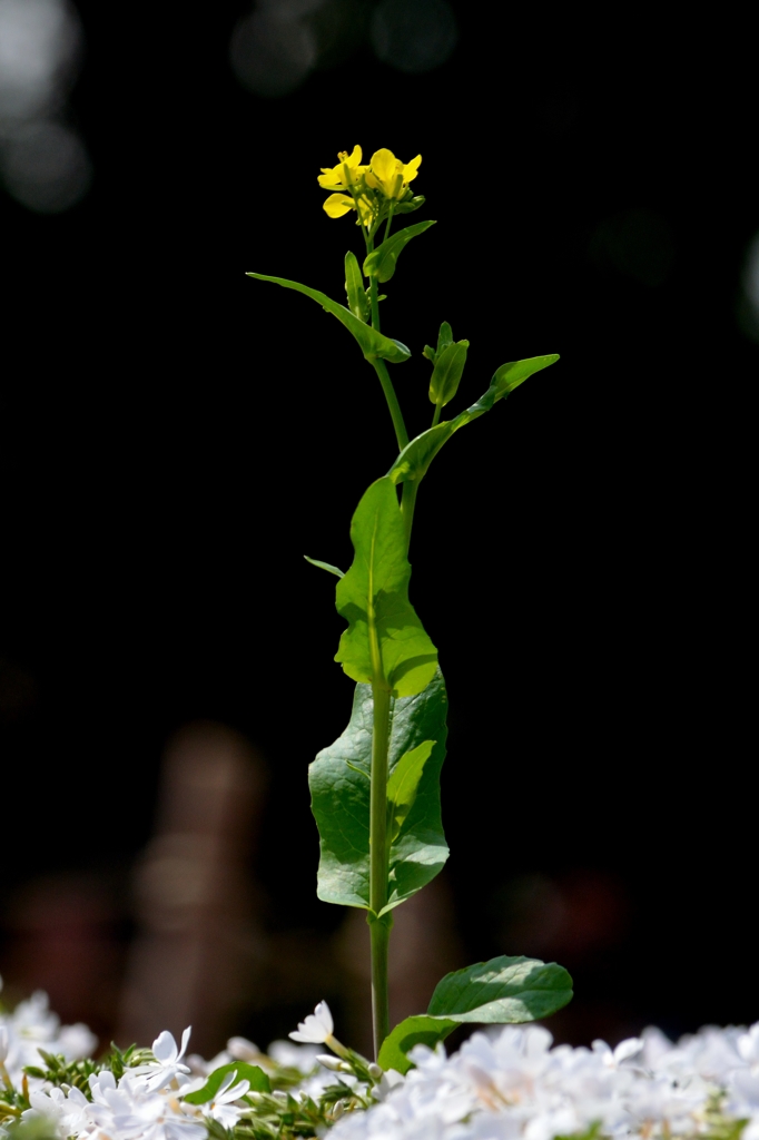 菜の花 -2-