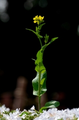 菜の花 -2-