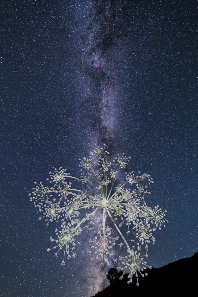星空に咲く