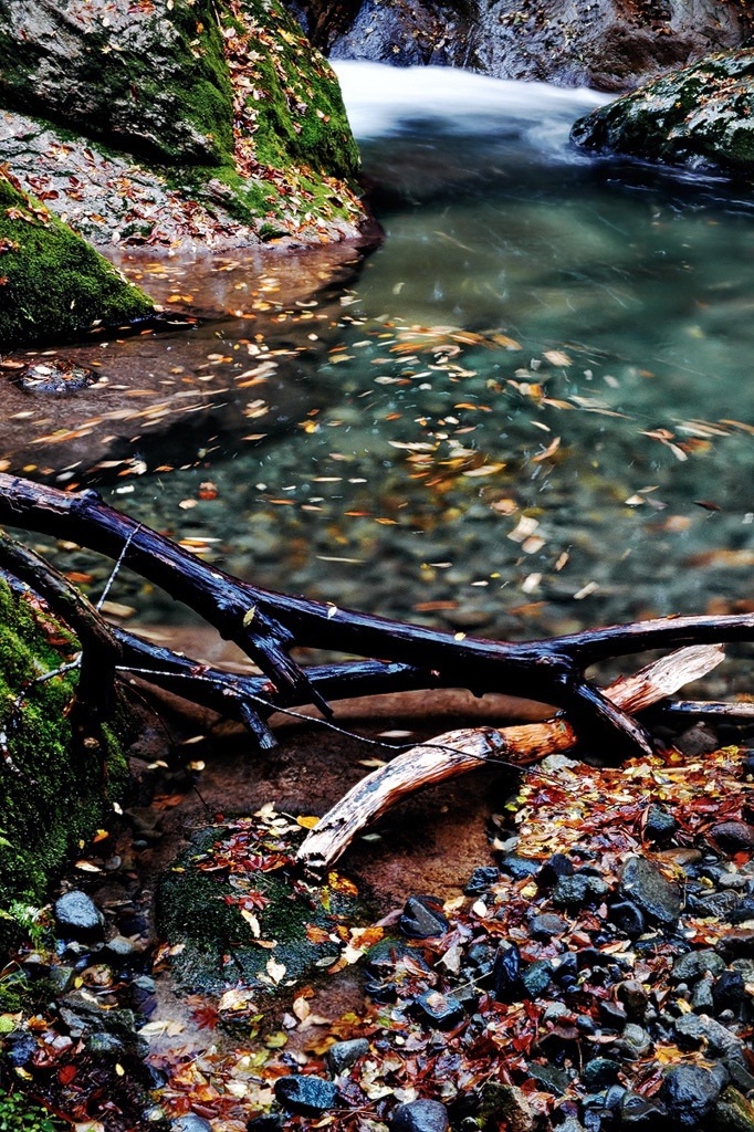 Leaf of the eddy in valley