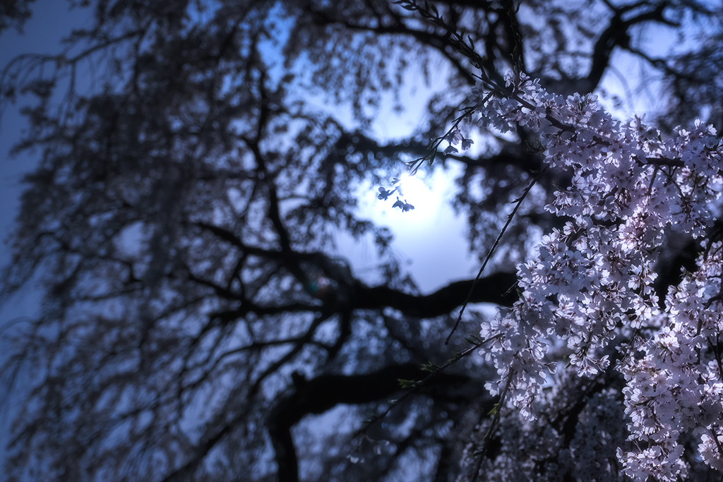 月夜の枝垂れ桜*2