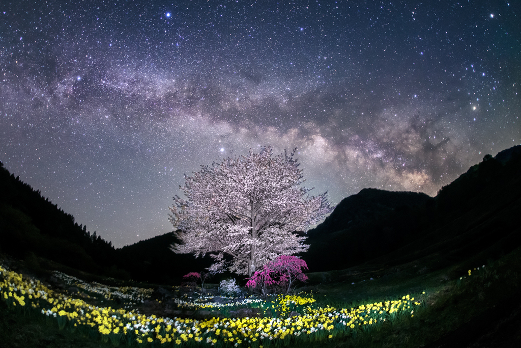 山桜　咲く。