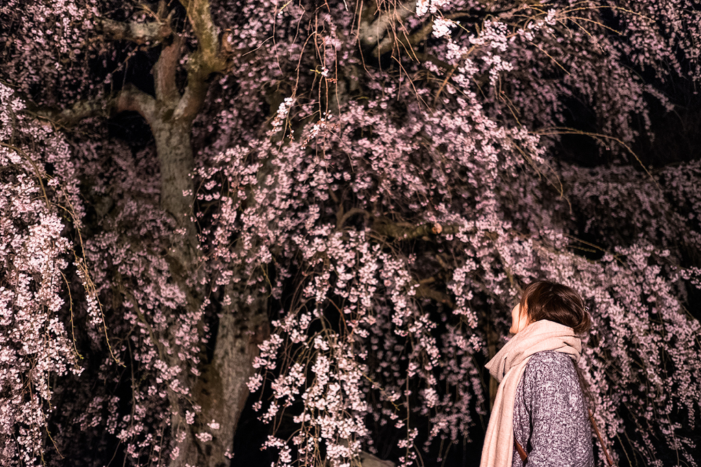 夜の枝垂れ桜＋女子