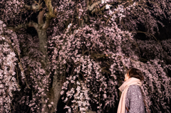 夜の枝垂れ桜＋女子