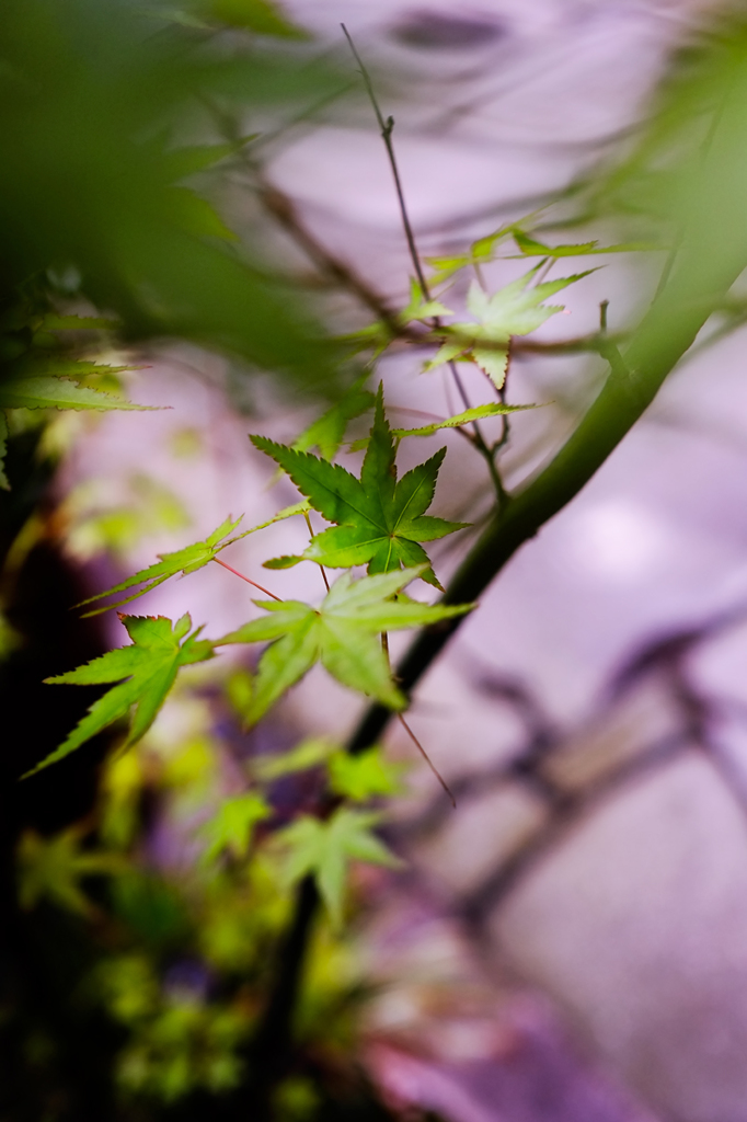 青石畳通り SNAP*3