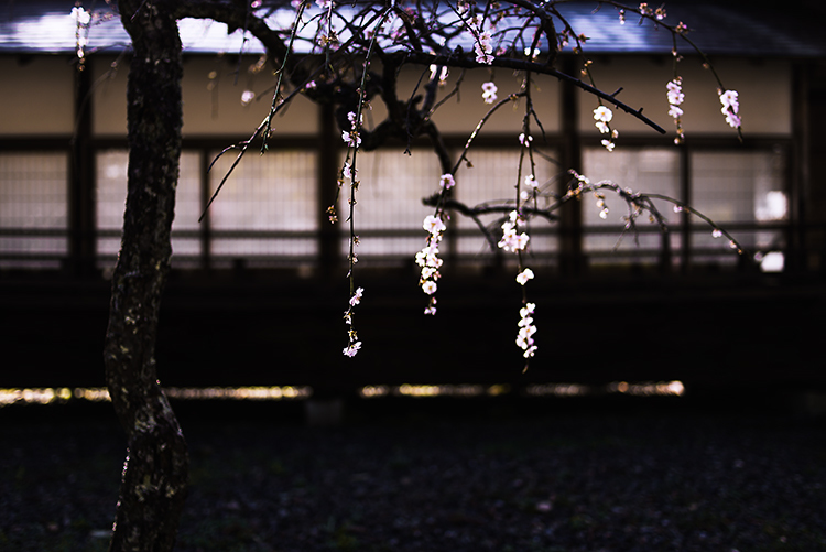 UME