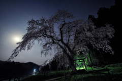 月夜の枝垂れ桜