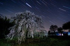よそ様宅の枝垂れ夜桜