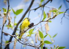 冬に撮影した鳥たち*15　マヒワ