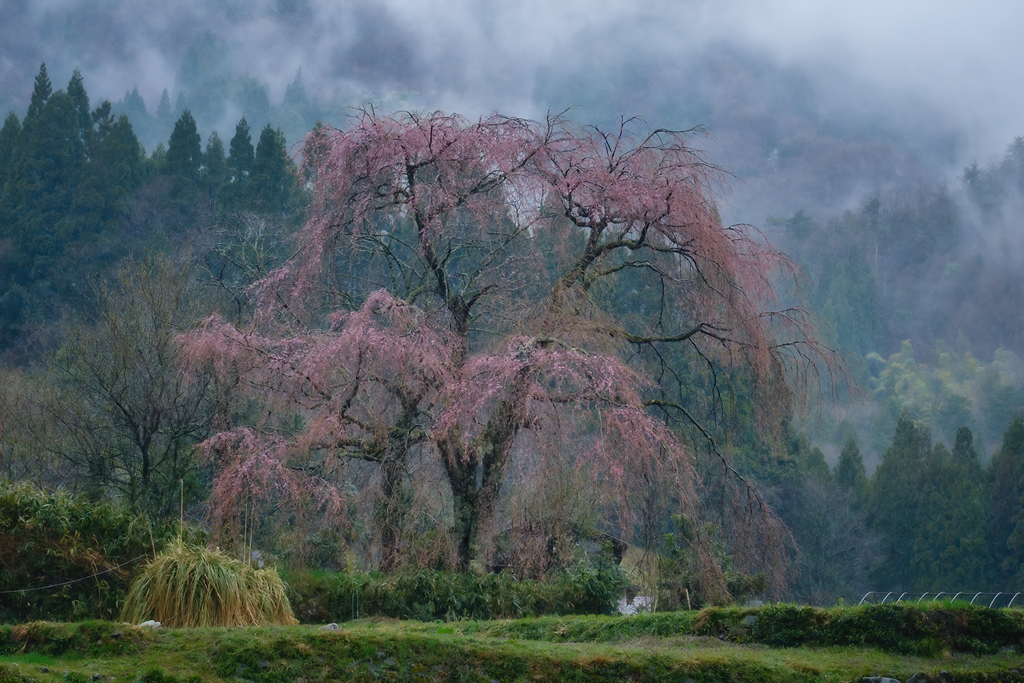 春雨に濡れる蕾桜