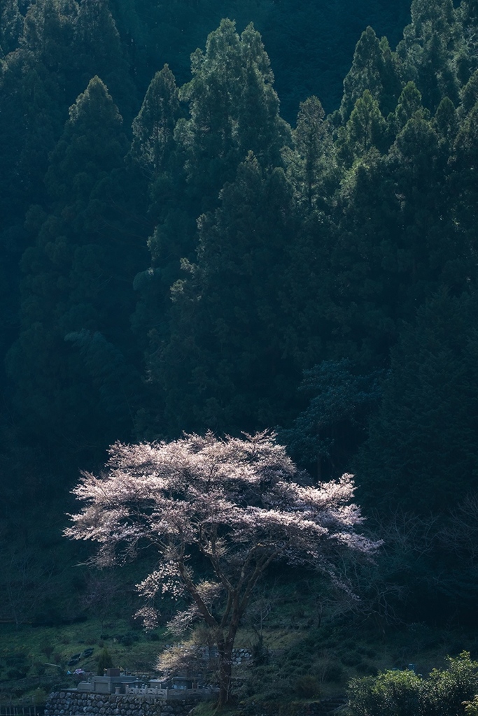 春彼岸に咲く