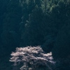 春彼岸に咲く
