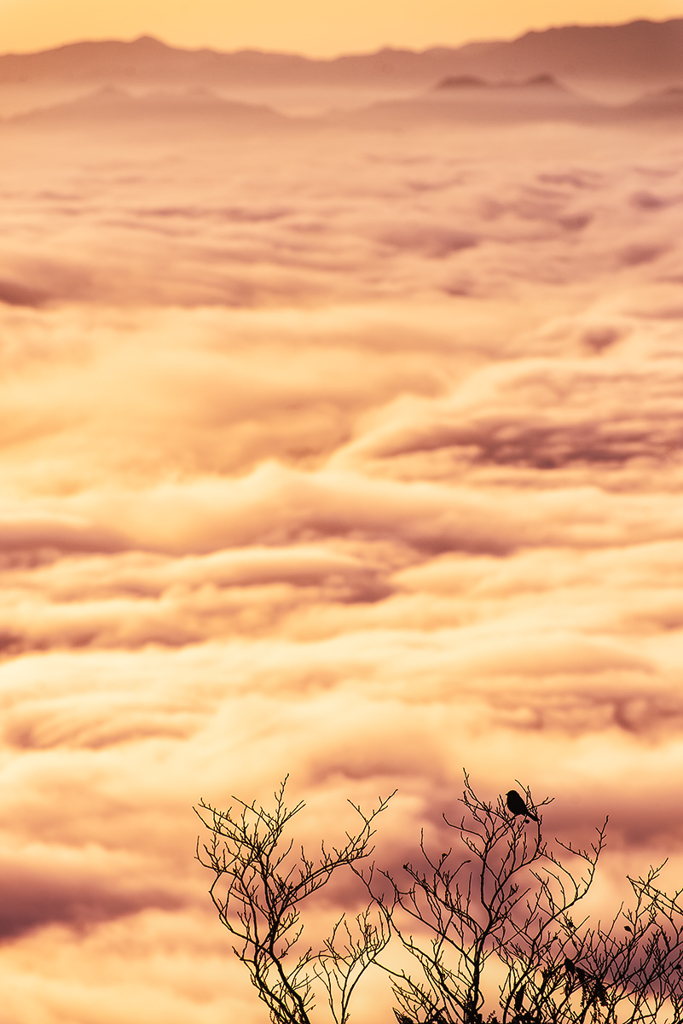 Morning glow *5