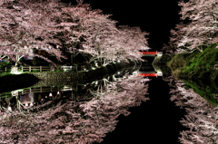 お堀の夜桜