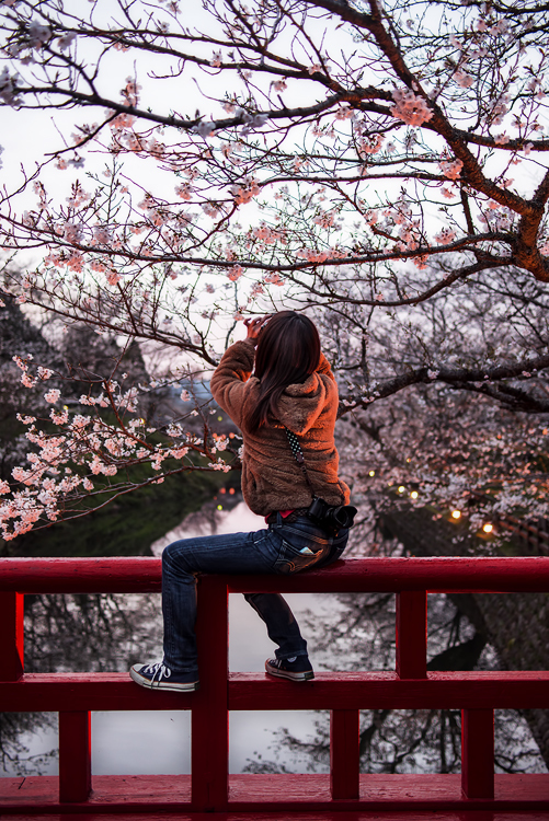 夕暮桜*1
