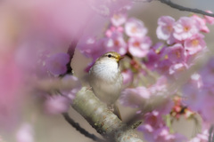河津桜と鶯くん*1