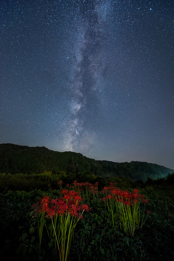 天上の花