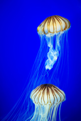Jellyfish -赤水母*2-