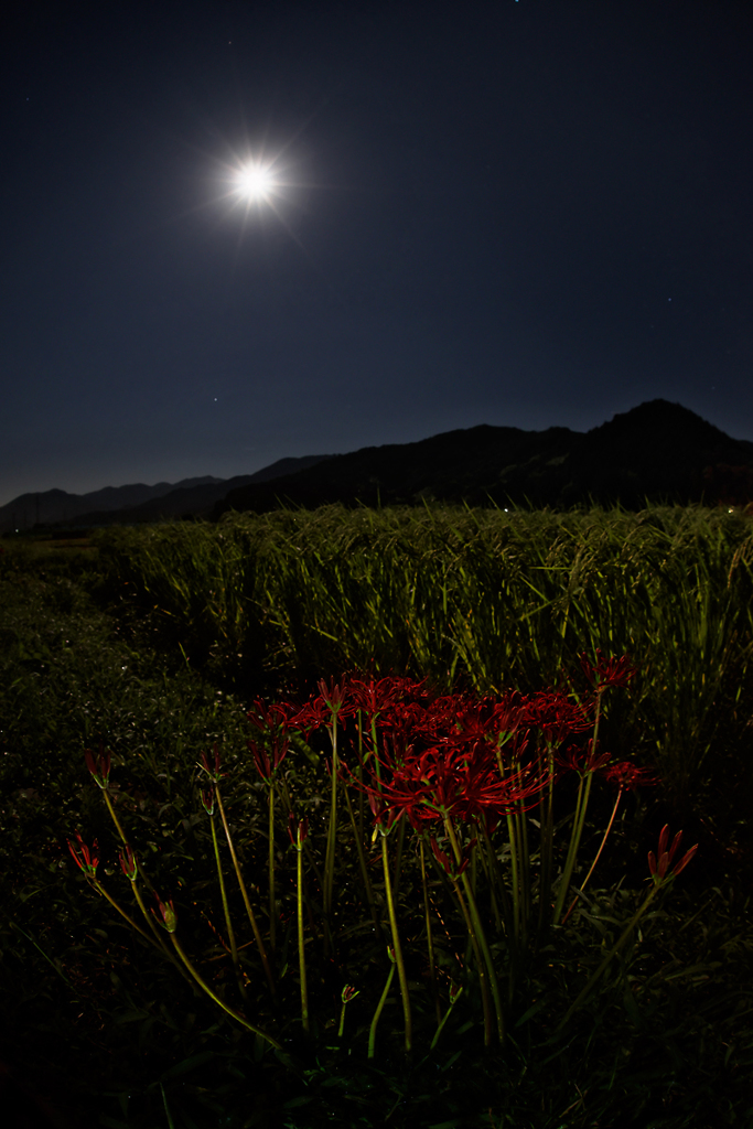 月夜の華の祈り