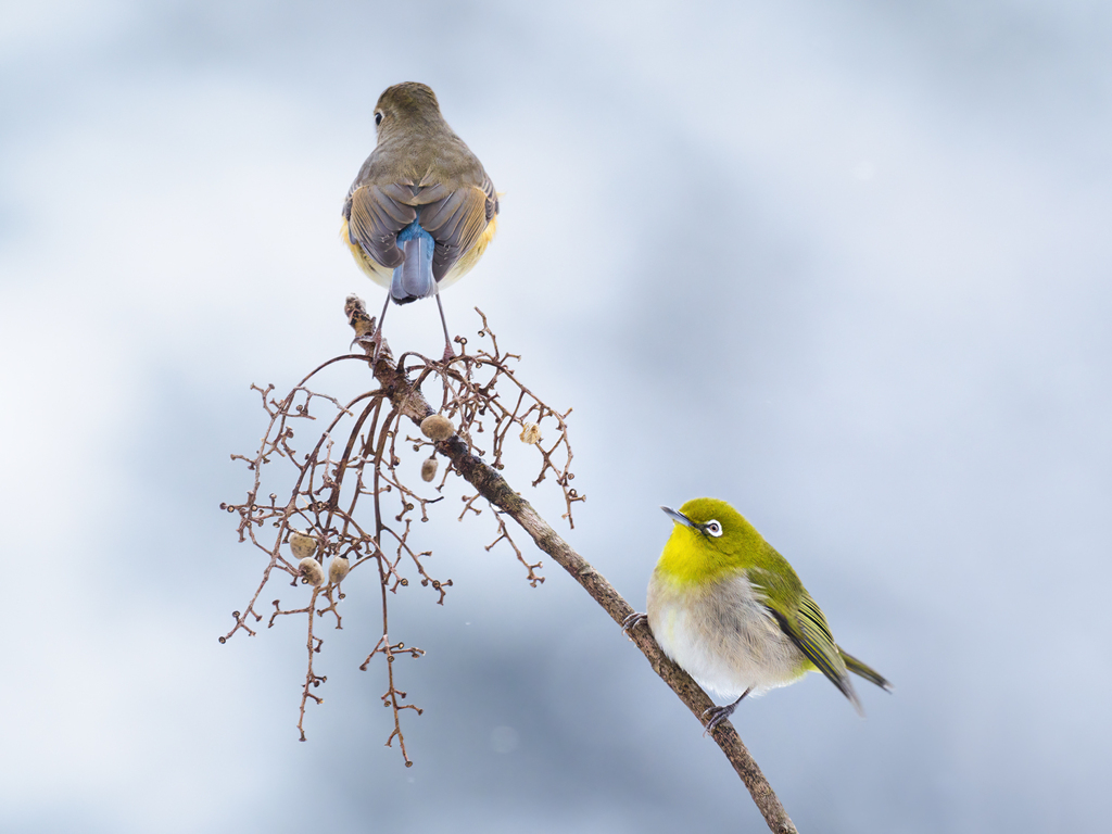 雪の日のルリビタキ♀とメジロ