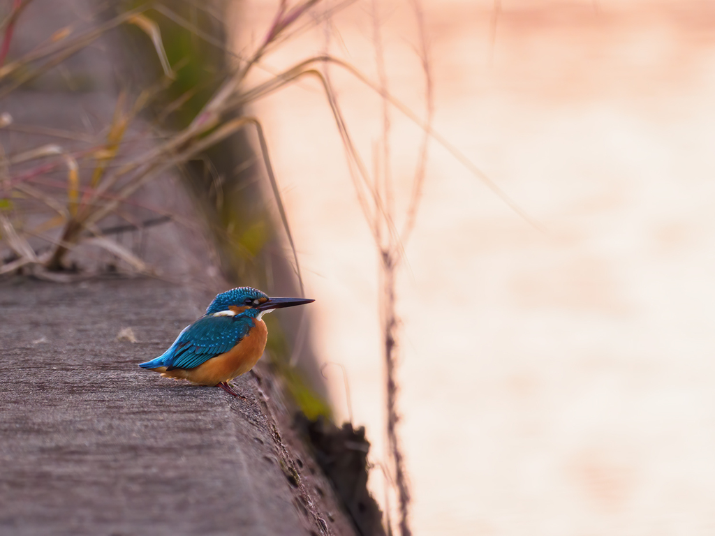 夕暮れ時のカワセミ