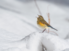 雪の日のルリビタキ♀*2