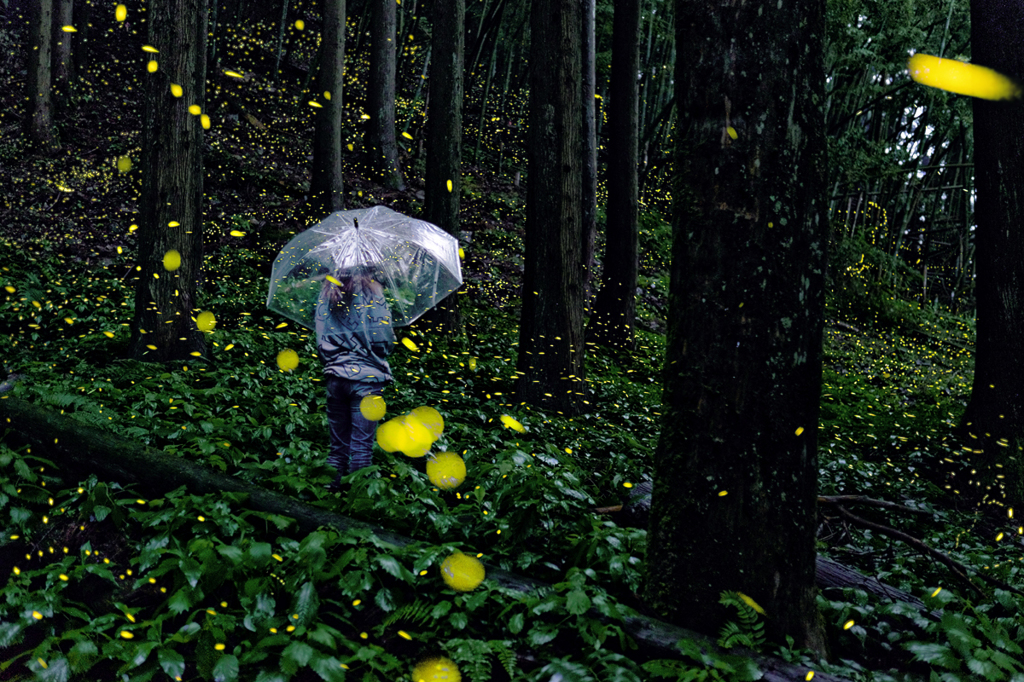 雨姫 *1