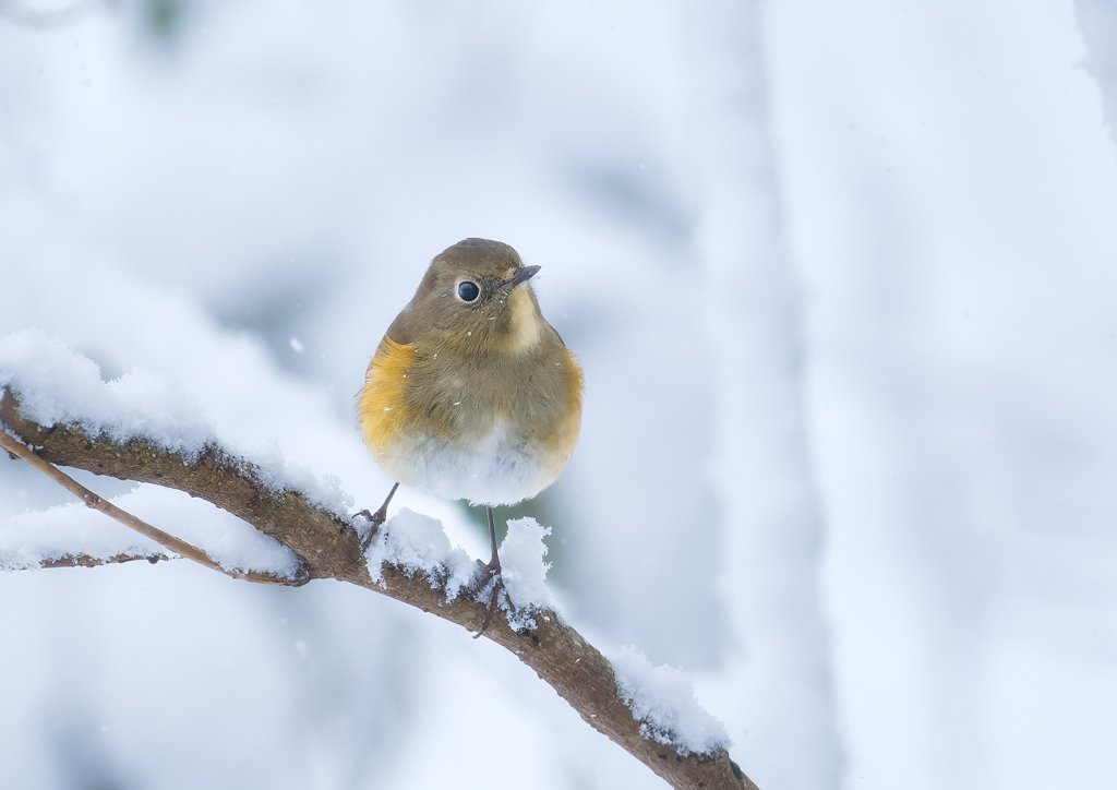 雪の日のルリビタキ♀*2