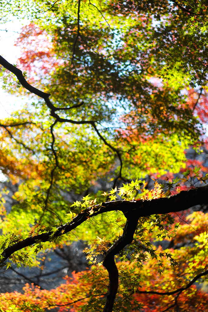 色とりどりの紅葉*4