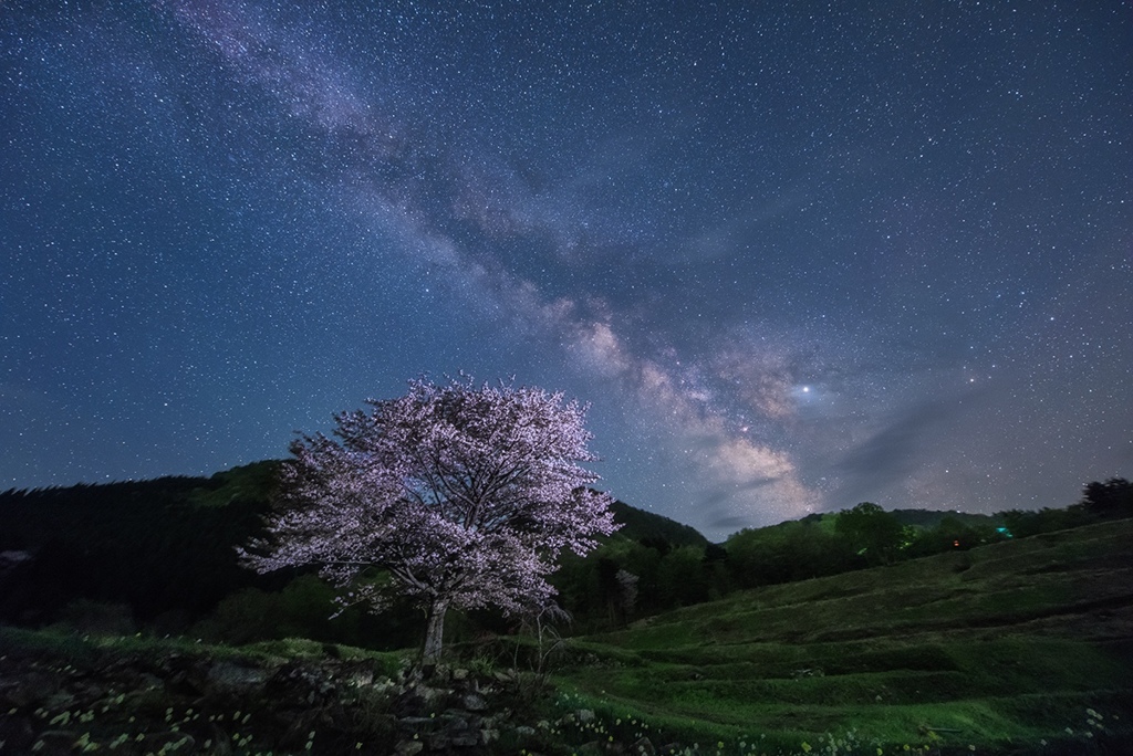 咲かぬとあきらめていた桜が咲いてくれた喜び*2